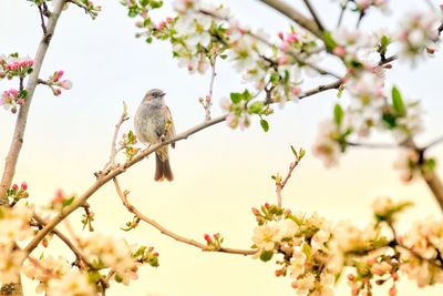 Low angle view of bird perching on cherry tree