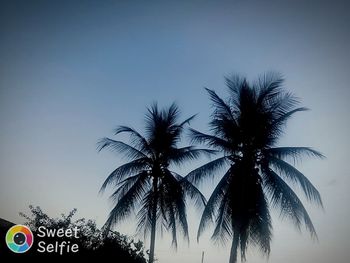 Low angle view of silhouette palm trees against sky