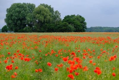 Close-up of poppy flowers growing in field