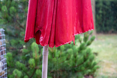 Close-up of red flower hanging on tree in yard