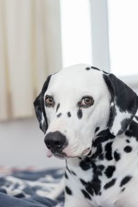 Close-up portrait of dog at home