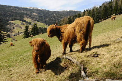 Scottish highland cattle young animals grazing on a pasture in the summer