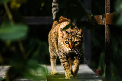 Portrait of a cat