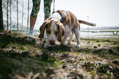 Low section of woman with dog at park