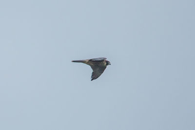 Low angle view of eagle flying in sky