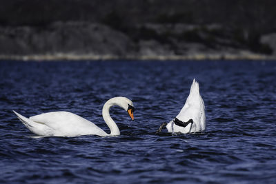 Swans swimming in sea