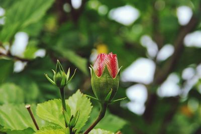 Close-up of red flowering plant