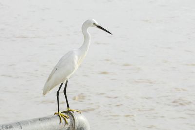 Close-up of white bird perching on a flower