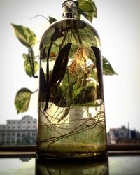 Close up of plant against blurred background