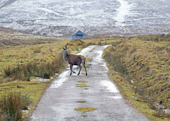 Red deer stag crossing a desolate scottish road