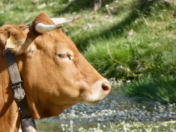 Herd of cow