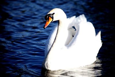 Swan floating on lake