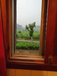 Trees seen through window