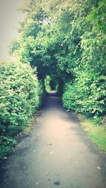 View of footpath along trees