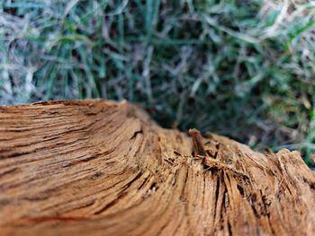 Close-up of tree trunk in forest