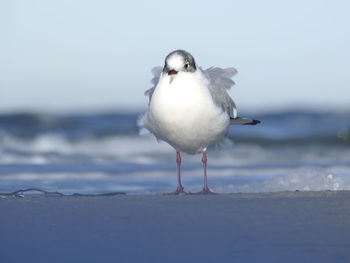 Seagull on beach