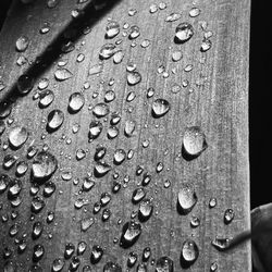 Close-up of raindrops on leaves