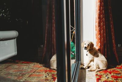 Cute golden retriever labrador puppy sitting at sliding door