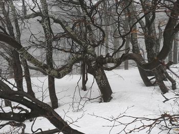 Bare trees on snow covered land