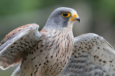 Close up portrait of a common kestrel  with open wings