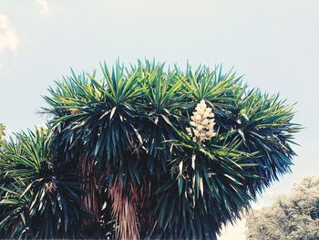 Close-up of pine tree against sky