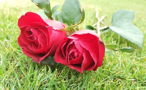 Close-up of red rose in field