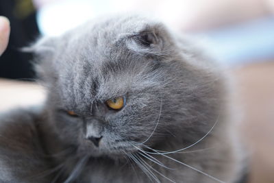 Close-up portrait of a cat