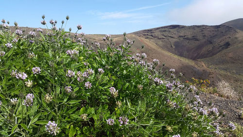 Scenic view of flowering plants on land against sky