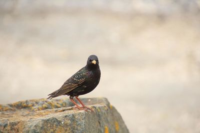 Close-up of bird perching on rock