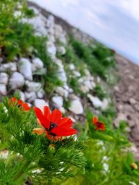 Close-up of red flowering plant