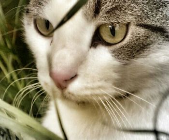 Close-up portrait of cat