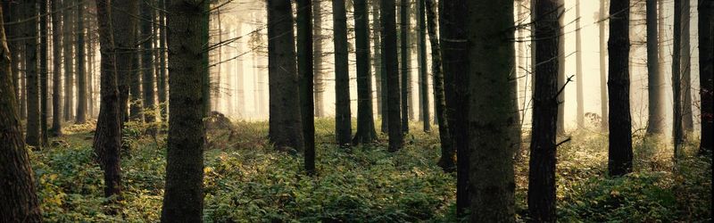 Trees in forest