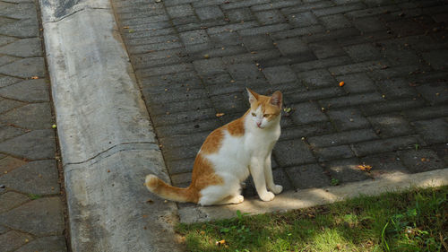 High angle view of cat sitting on footpath