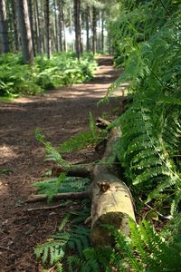 Animal in the forest