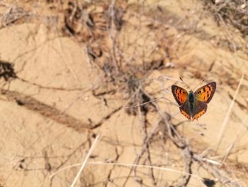 Close-up of butterfly on leaf