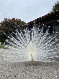 peacock