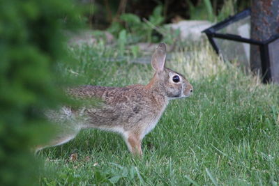 Close-up of rabbit on field