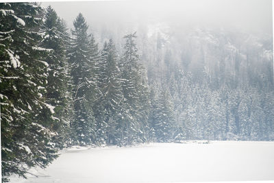 Pine trees in forest during winter