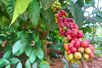 Close-up of cherries growing on tree