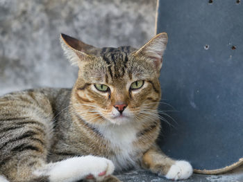 Close-up portrait of tabby cat