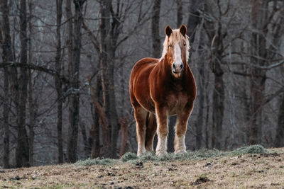 Horse in a forest