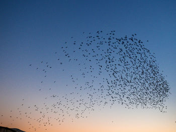 Low angle view of birds flying in sky