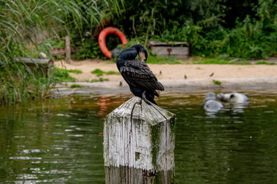 Bird perching on wooden post in lake