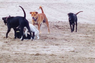 Sheep grazing on field