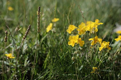 Close-up of yellow flowers blooming in field