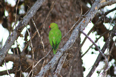 Low angle view of parrot perching on tree
