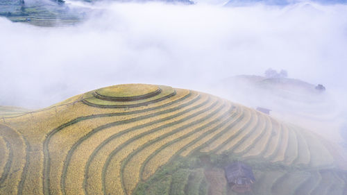 Harvest season of ripe rice on terraced fields in mu cang chai, yen bai, vietnam