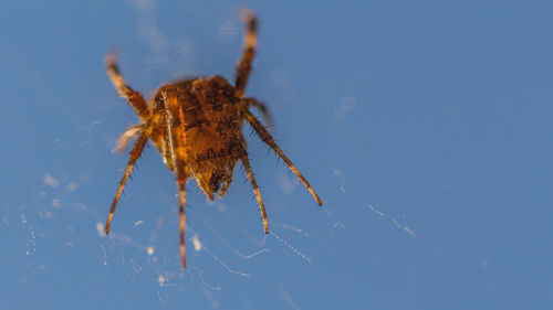 Spider makes some adjustments to its web while waiting for some flying insects