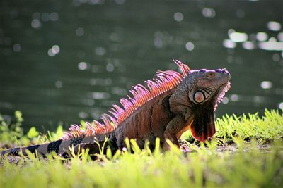 Close-up of a butterfly