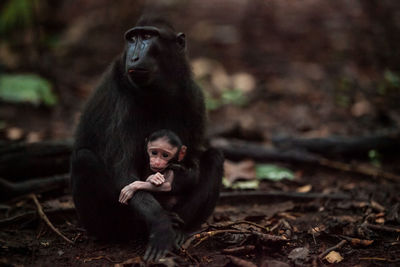 Monkey sitting on land in forest